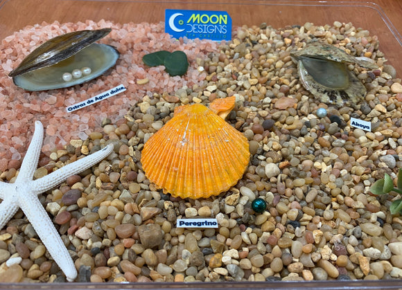 Colección de Ostras Cultivadas